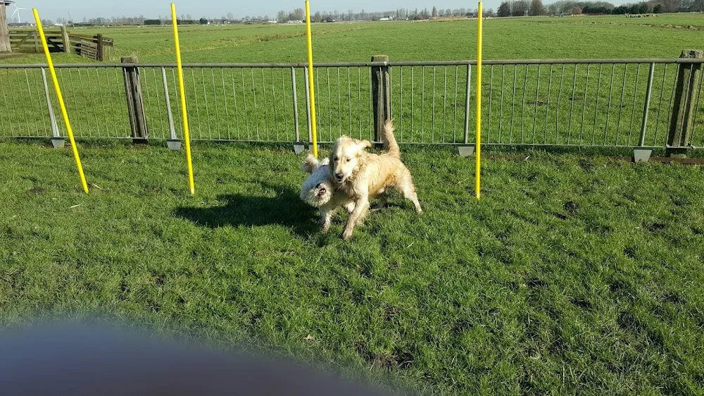 Dieren Enzo - Bleiswijk pet otel