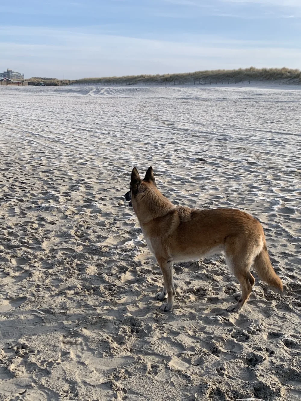 Dieren Vakantieland Divoza - Bleiswijk pet otel