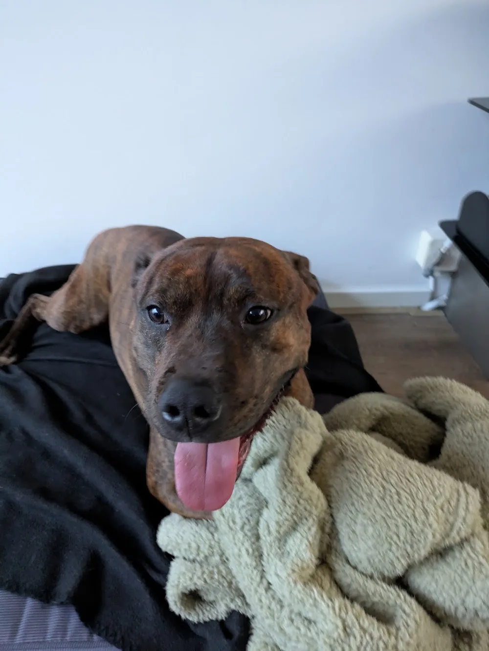 Dierenpension Roma - Bleiswijk pet otel görseli 3