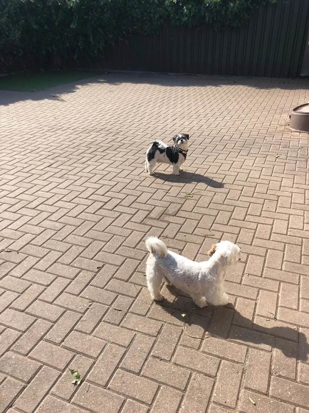 Dierenpension Van de Vastenow - Bleiswijk pet otel görseli 3