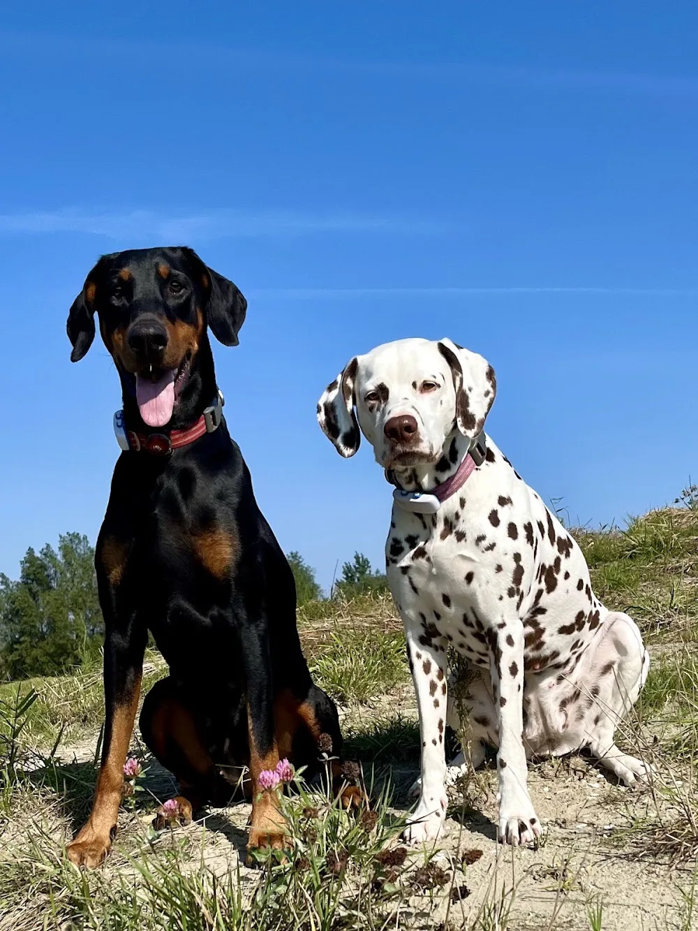 Dobermann & Dalmatier kennel Andor Absolut's - Bleiswijk pet otel görseli 3