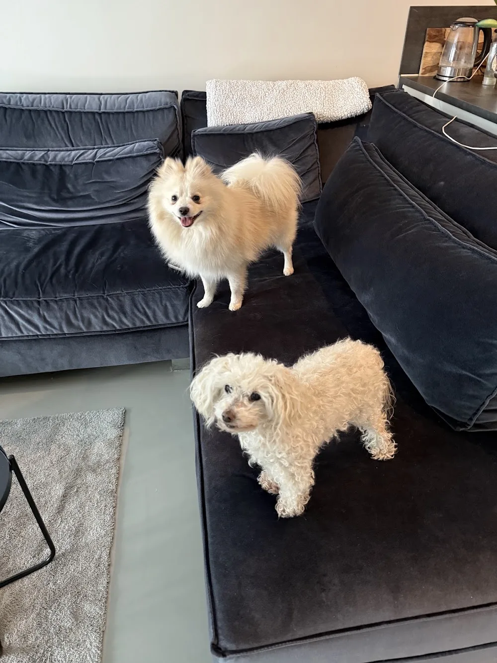 Dog Care By Djoni - Bleiswijk pet otel