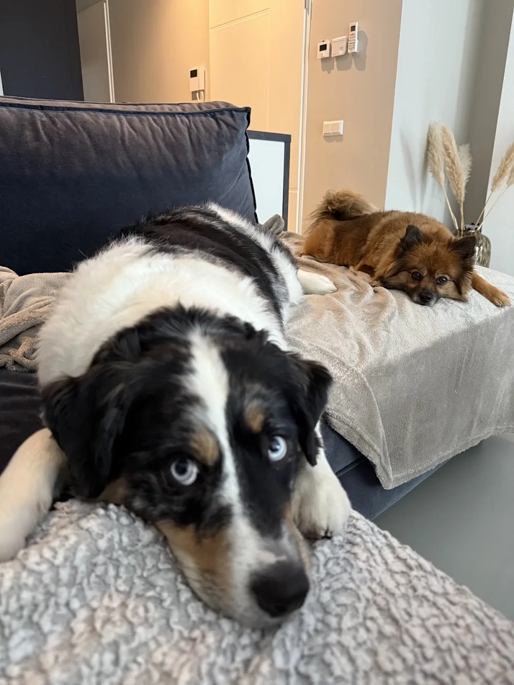 Dog Care By Djoni - Bleiswijk pet otel görseli 3