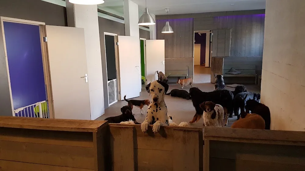 Hond Centraal - Bleiswijk pet otel