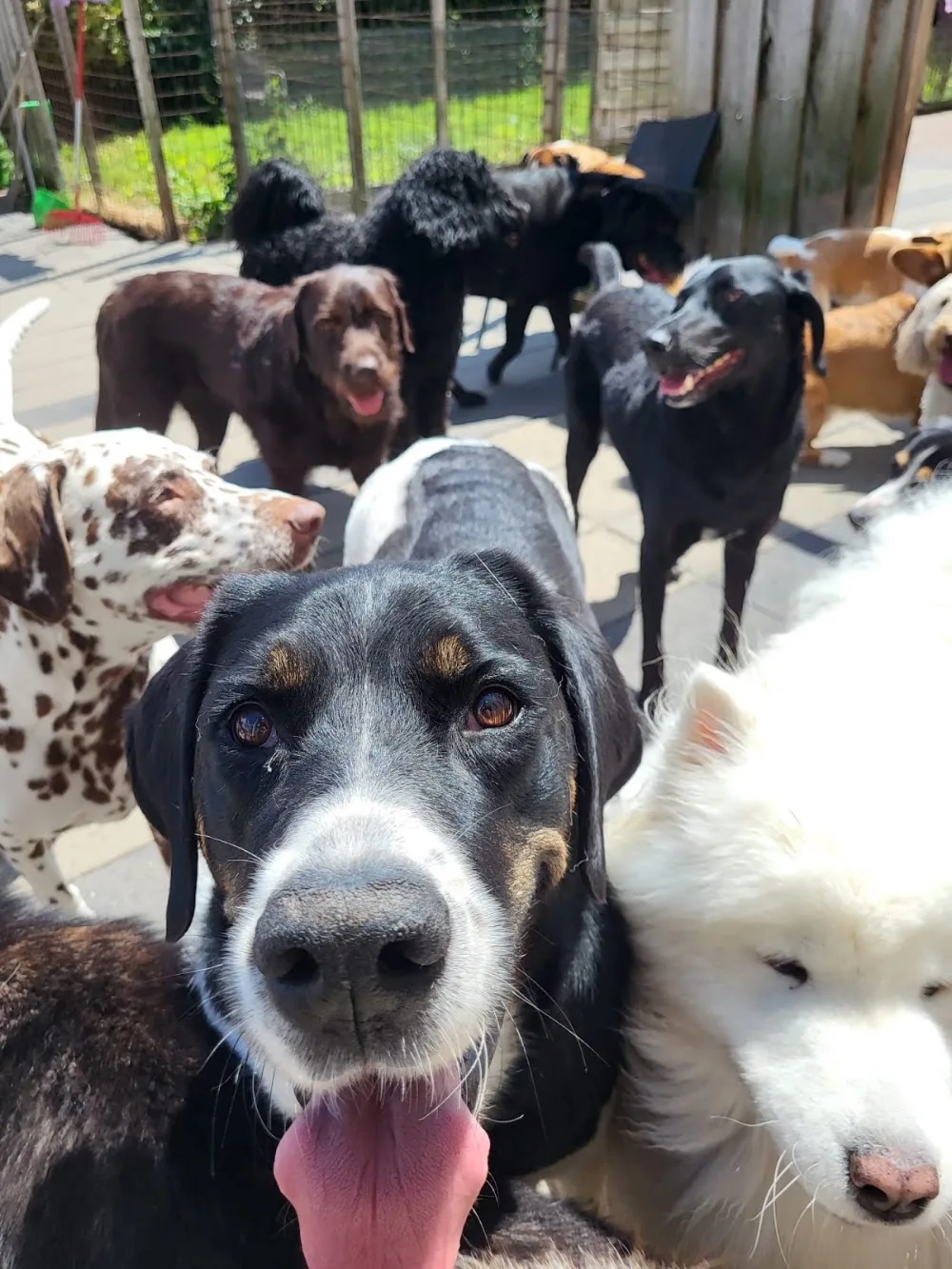 Hond Centraal - Bleiswijk pet otel görseli 3