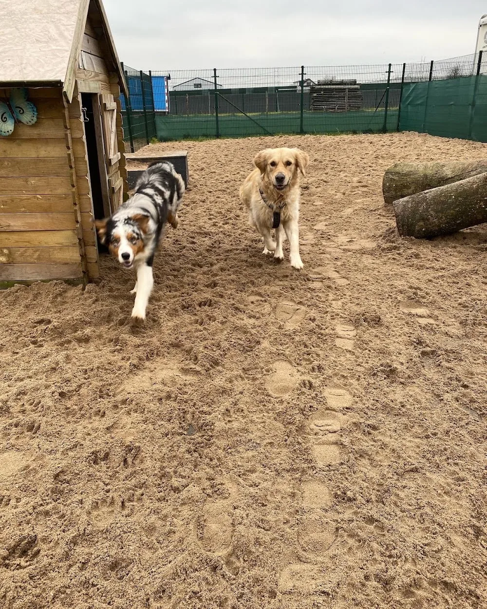Hondendagopvang Happy - Bleiswijk pet otel görseli 3