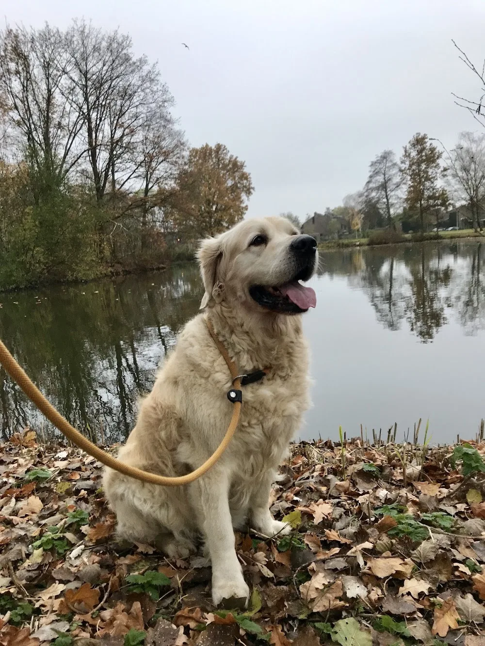 Hondenopvang Binky - Bleiswijk pet otel görseli 3