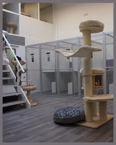 Kat Inn Kattenhotel - Bleiswijk pet otel