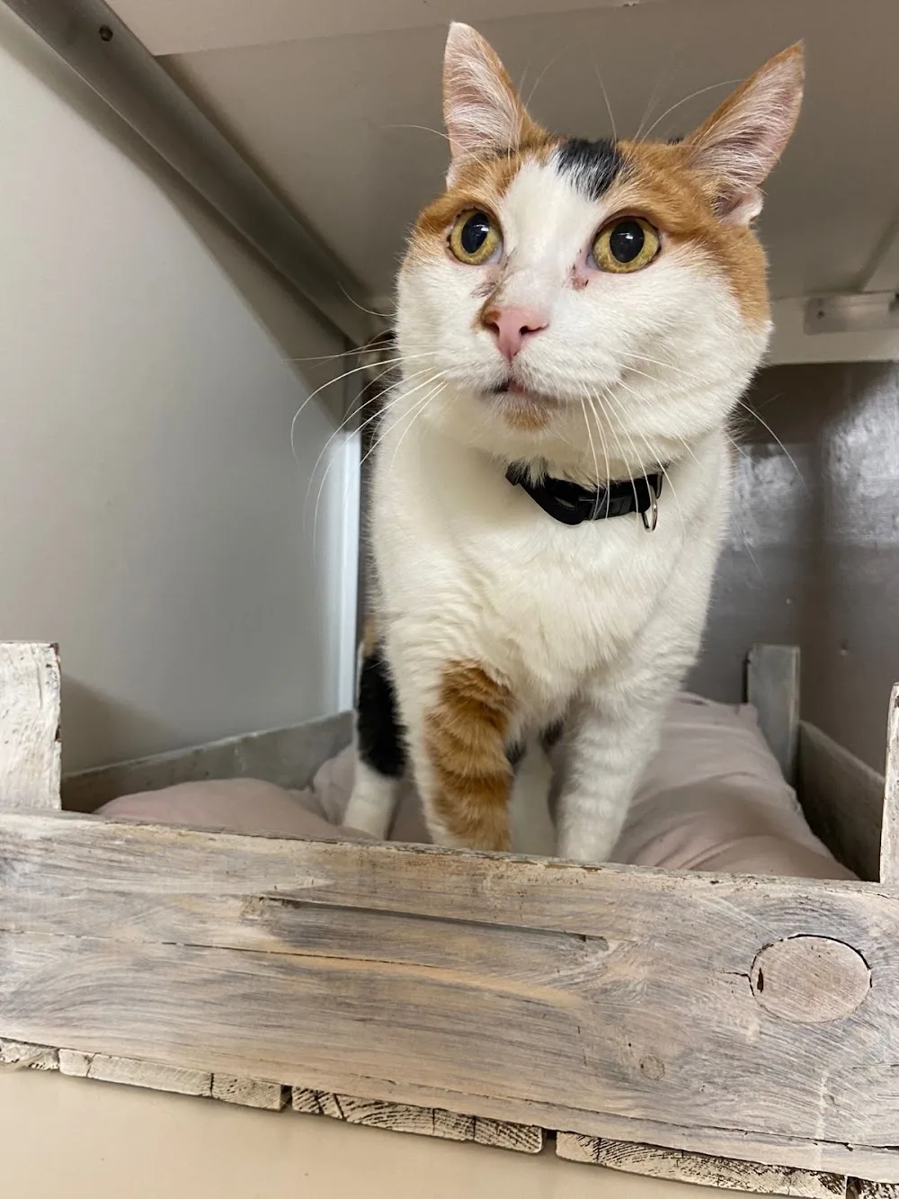 Kat Inn Kattenhotel - Bleiswijk pet otel görseli 3