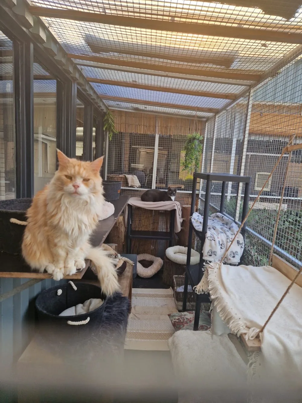 Kattenhotel Reeuwijk - Bleiswijk pet otel