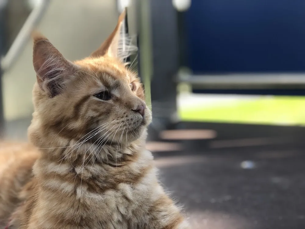 Kattenhotel Stroowaert - Bleiswijk pet otel