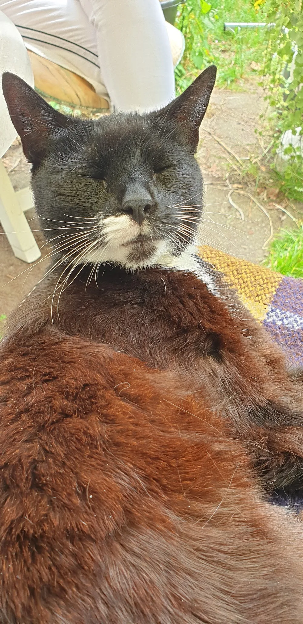 Kattenhotel Stroowaert - Bleiswijk pet otel görseli 3