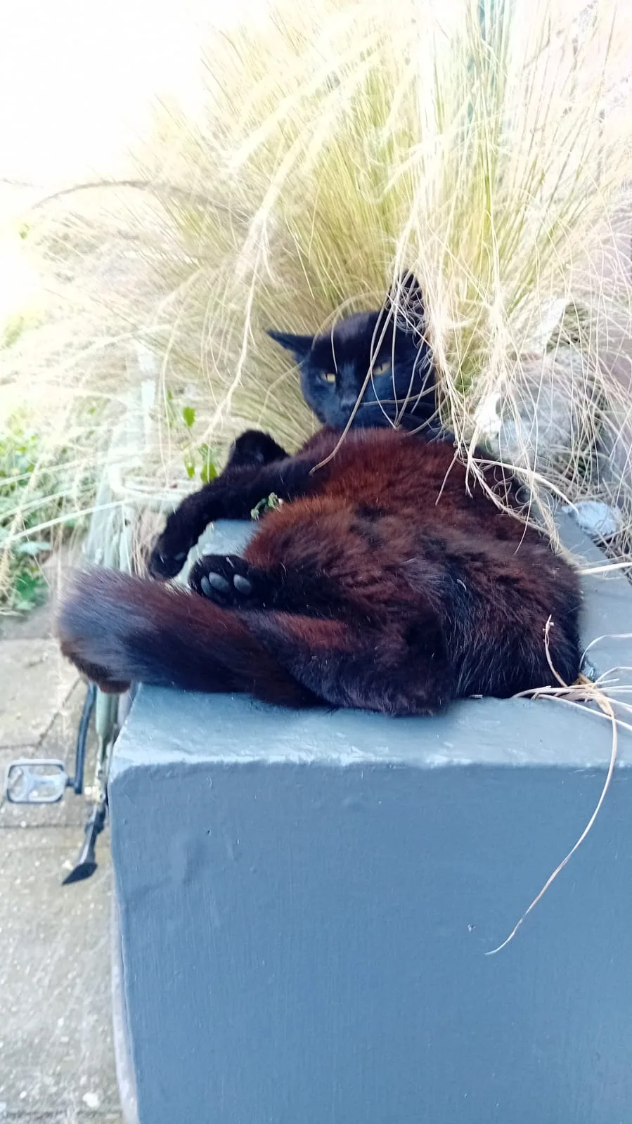 Kattenoppas service oppas VOOR DE POES - Bleiswijk pet otel