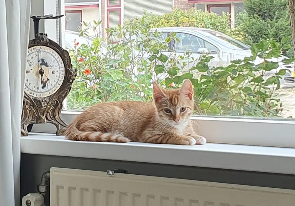 Kattenoppas service oppas VOOR DE POES - Bleiswijk pet otel görseli 3