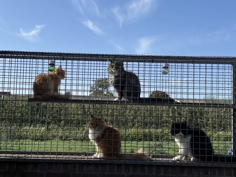 Kattenpension Belle l Kattenhotel l Trimsalon l Dierenbenodigdheden l Zuid Holland - Bleiswijk pet otel