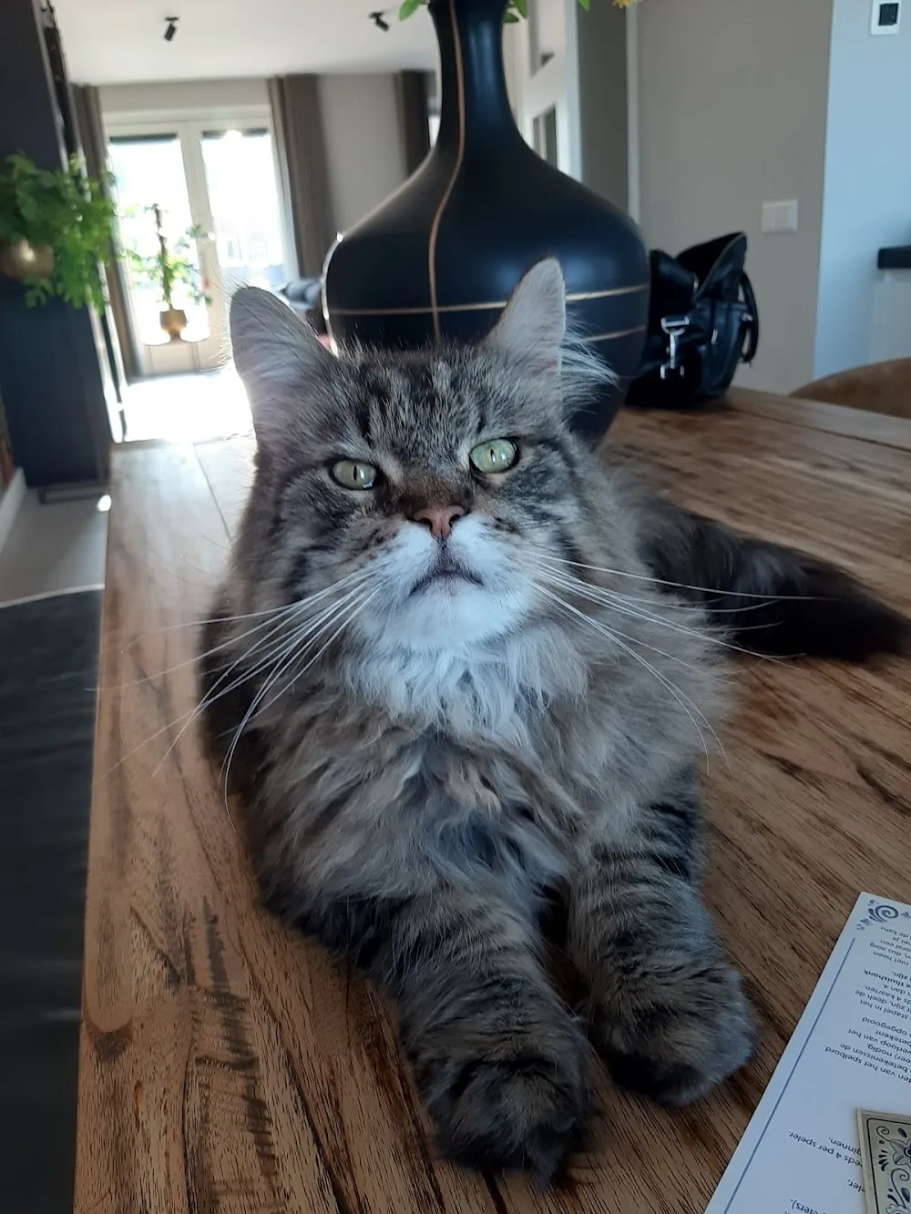 Kattenpension Belle l Kattenhotel l Trimsalon l Dierenbenodigdheden l Zuid Holland - Bleiswijk pet otel görseli 3