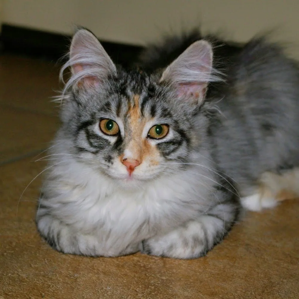 Kattenpension Belle l Kattenhotel l Trimsalon l Dierenbenodigdheden l Zuid Holland - Bleiswijk pet otel görseli 5