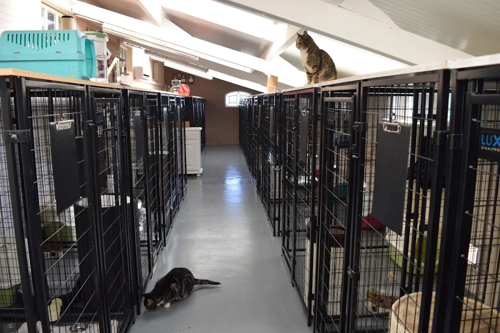Kattenpension de Kattenpootjes - Bleiswijk pet otel