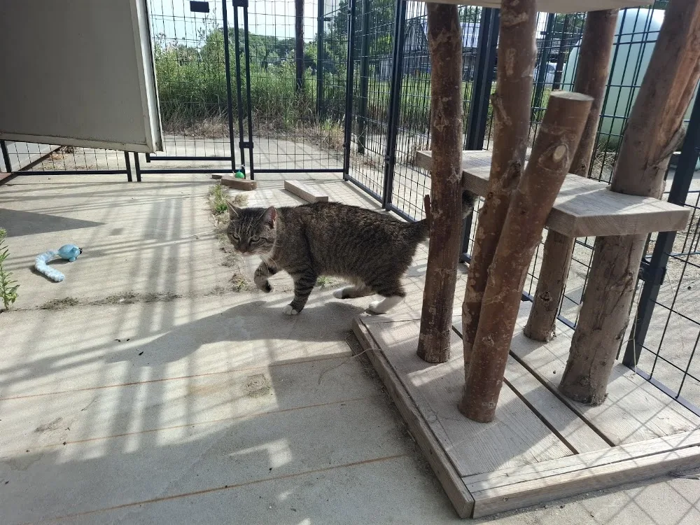 Kattenpension de Kattenpootjes - Bleiswijk pet otel görseli 3