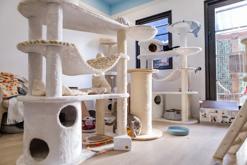 Kattenpension en kattentrimsalon Kyaros - Bleiswijk pet otel