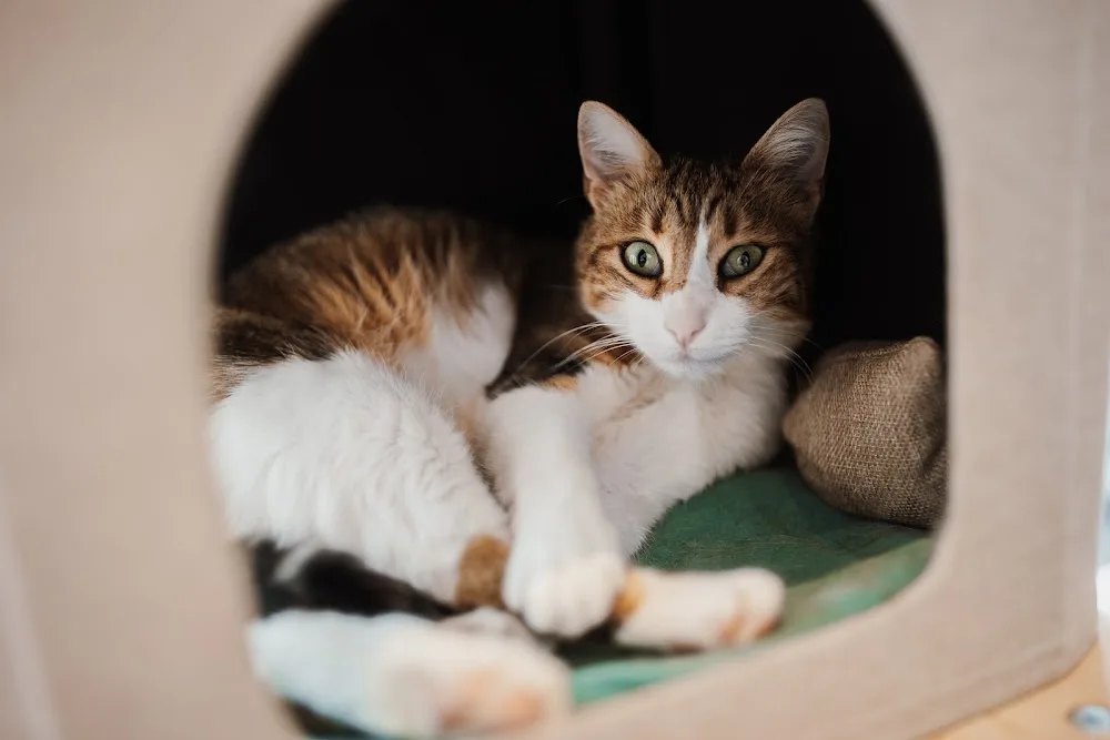Kattenpension en kattentrimsalon Kyaros - Bleiswijk pet otel görseli 3