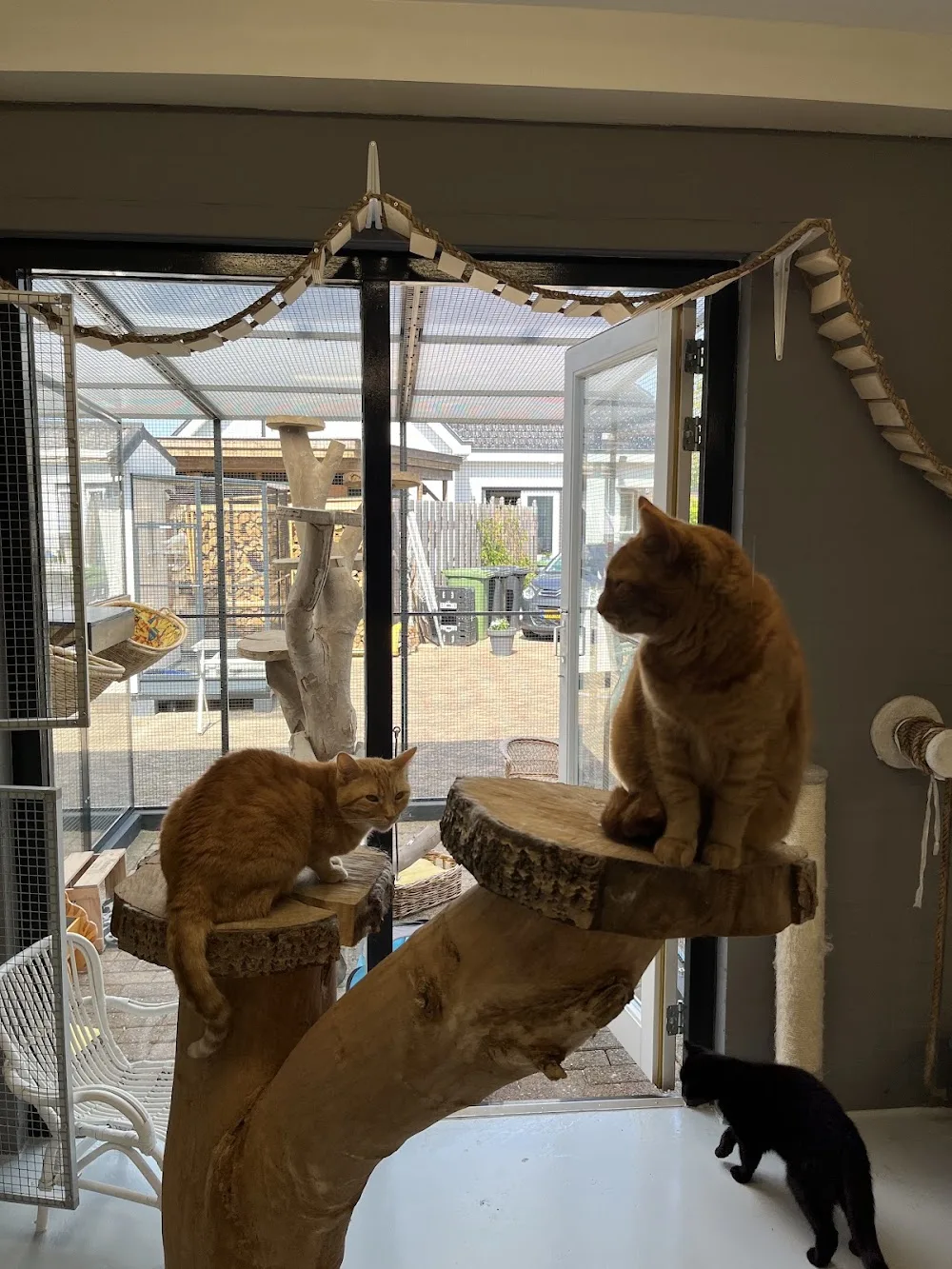 Kattenpension Poeslief - Bleiswijk pet otel