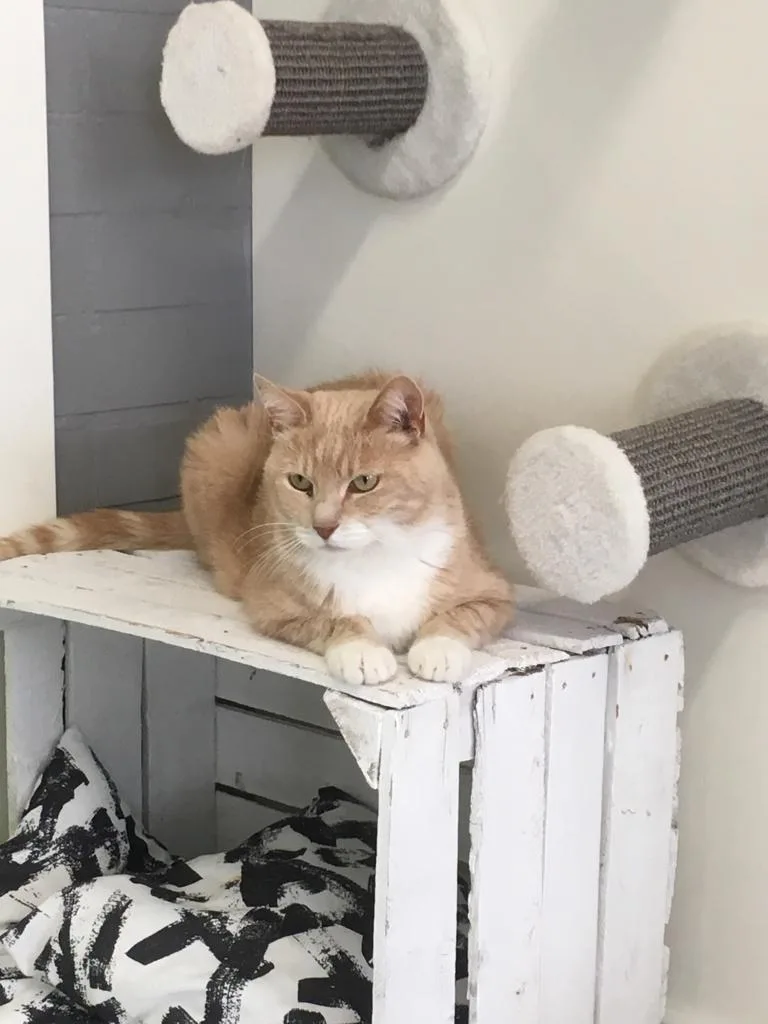 Kattenpension Poeslief - Bleiswijk pet otel görseli 3