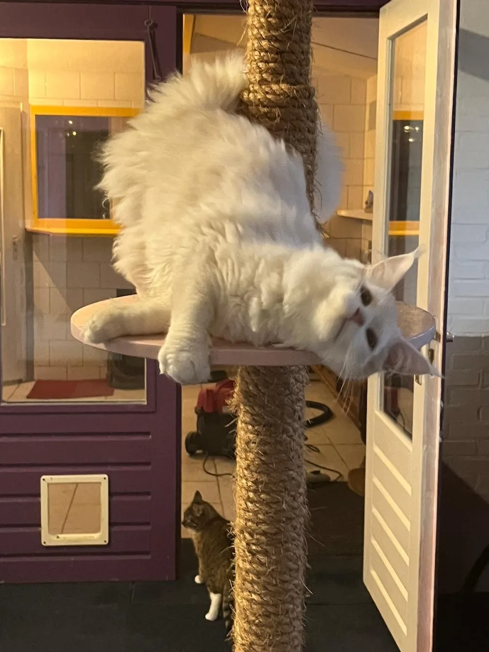 Kattenpension Valkenstein - Bleiswijk pet otel