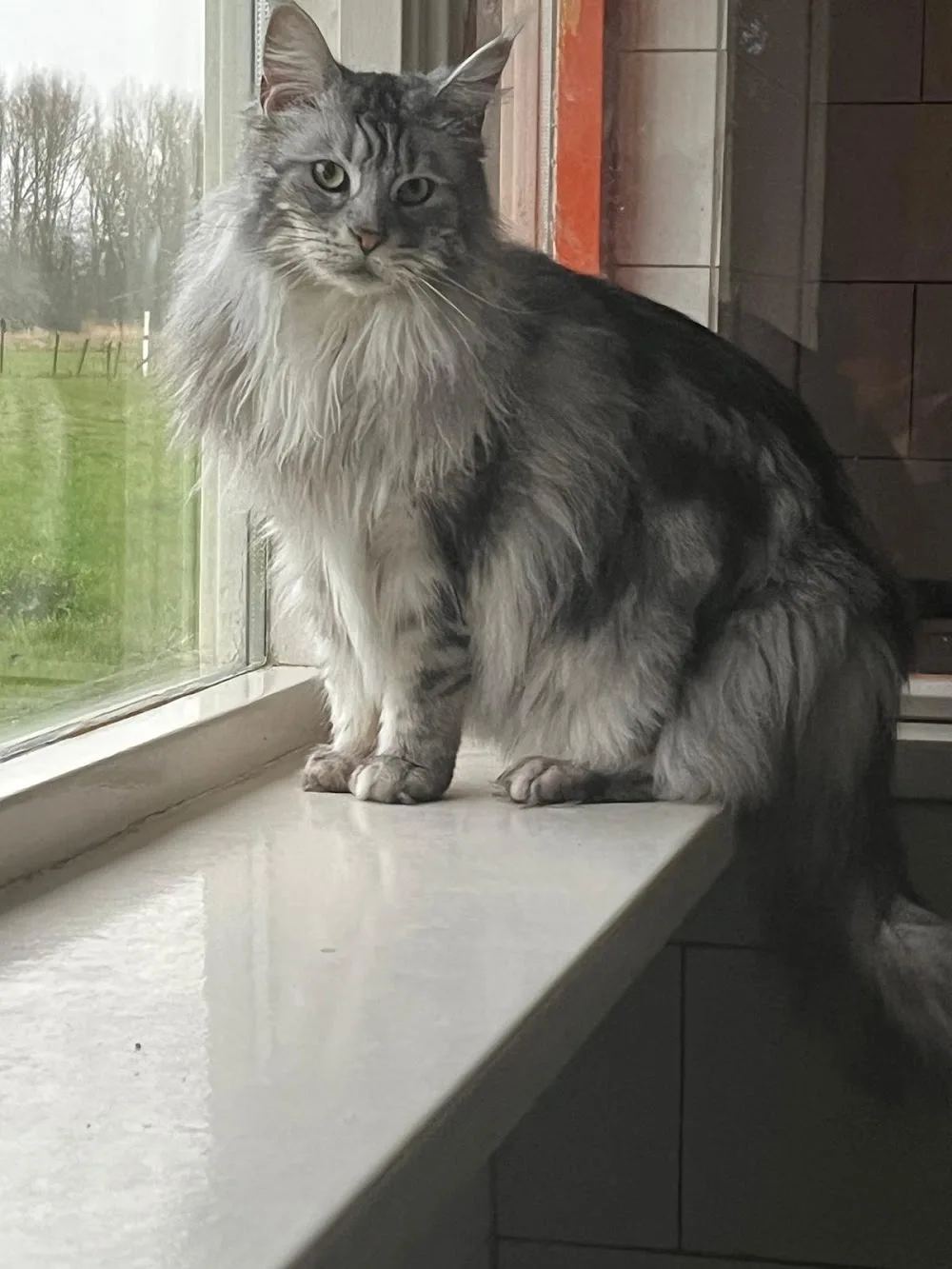 Kattenpension Valkenstein - Bleiswijk pet otel görseli 3