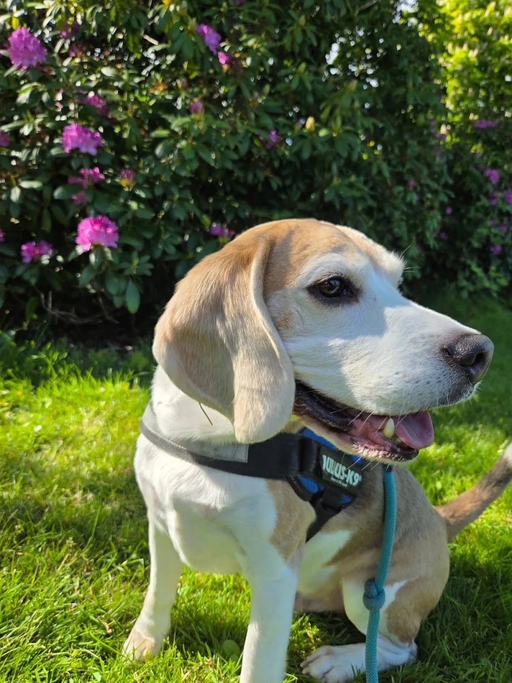 Zoetermeer Pet Caring - Bleiswijk pet otel