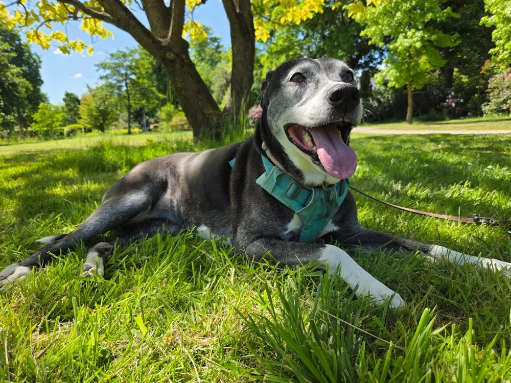 Zoetermeer Pet Caring - Bleiswijk pet otel görseli 3