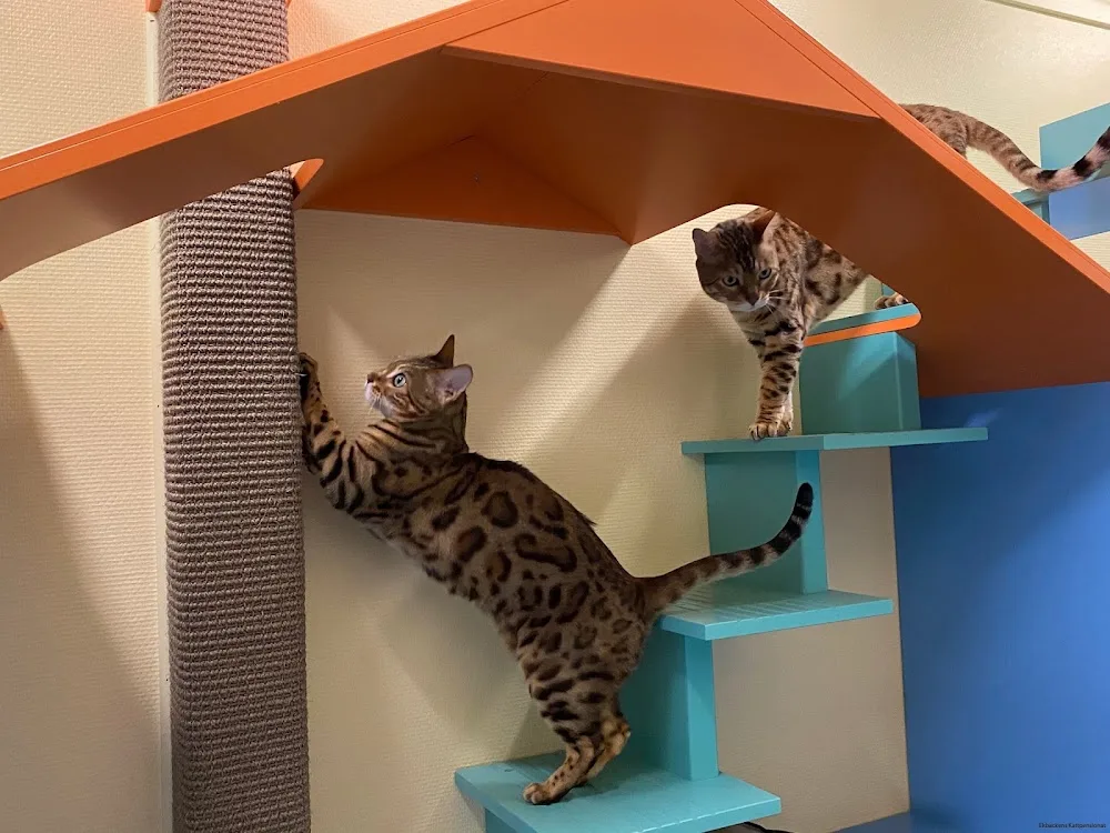 Ekbackens Kattpensionat - Blekinge pet otel görseli 2