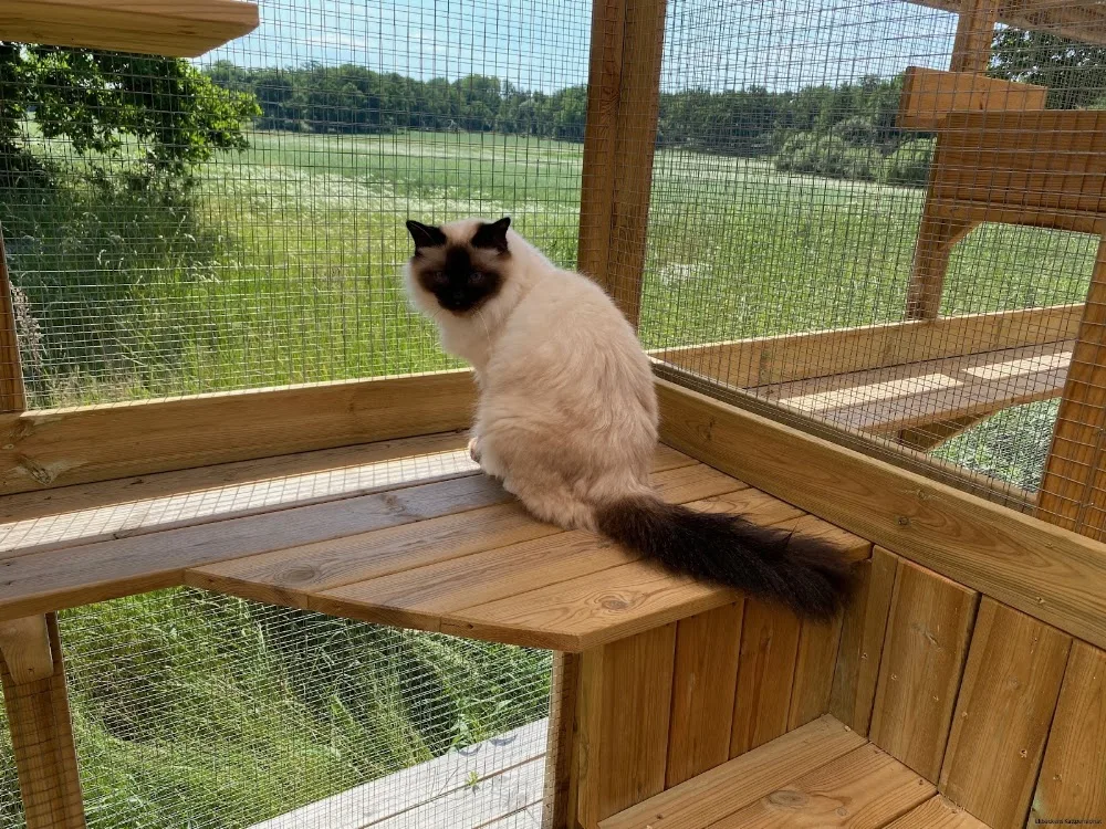 Ekbackens Kattpensionat - Blekinge pet otel görseli 3