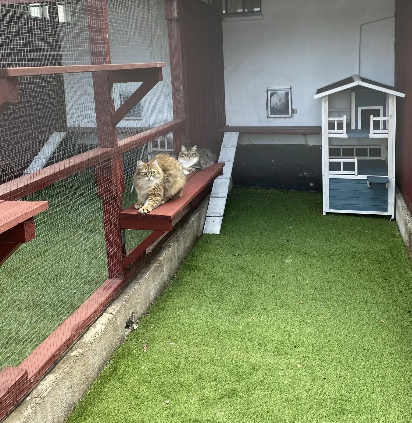 Happy Cat Hotel - Blekinge pet otel görseli 3