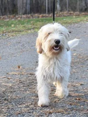 Ismans Kennel - Blekinge pet otel görseli 2