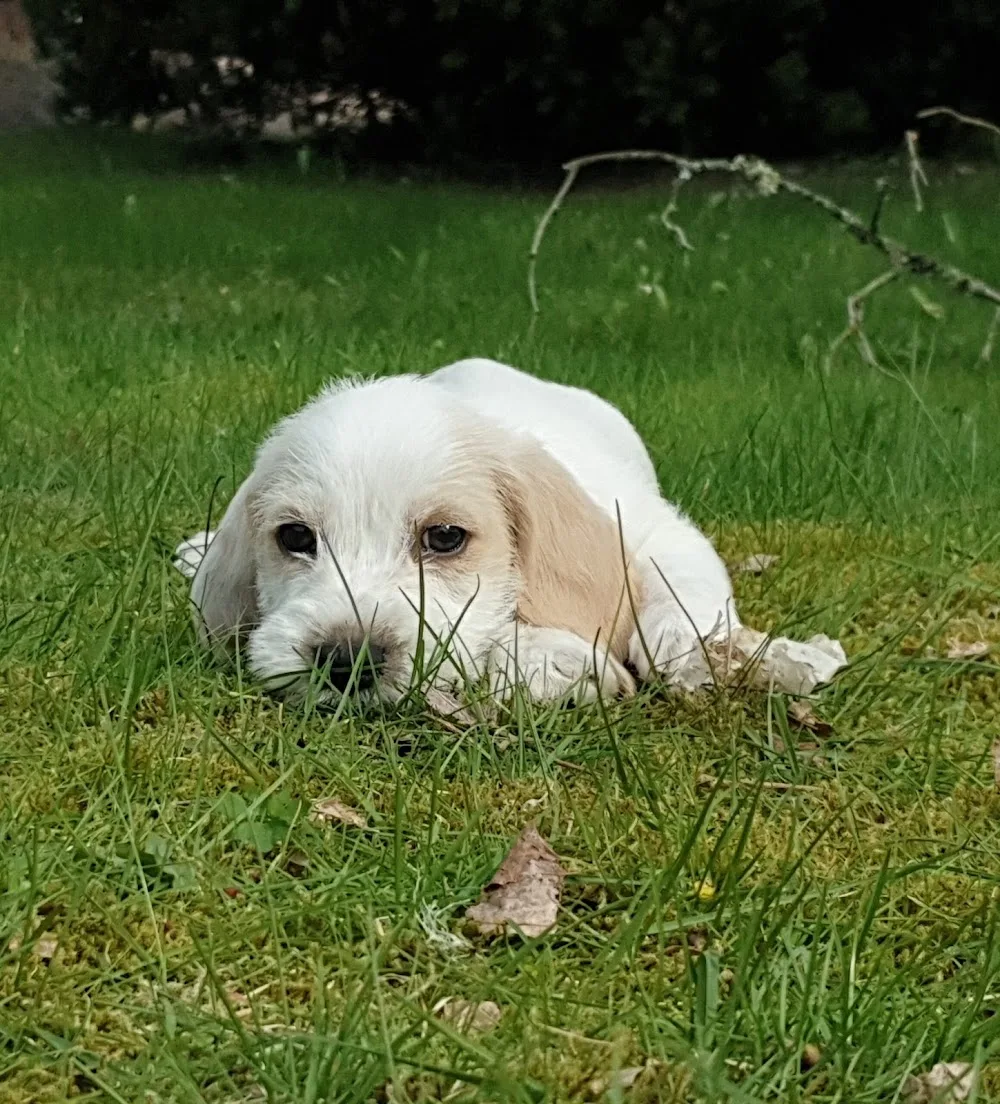 Ismans Kennel - Blekinge pet otel görseli 3