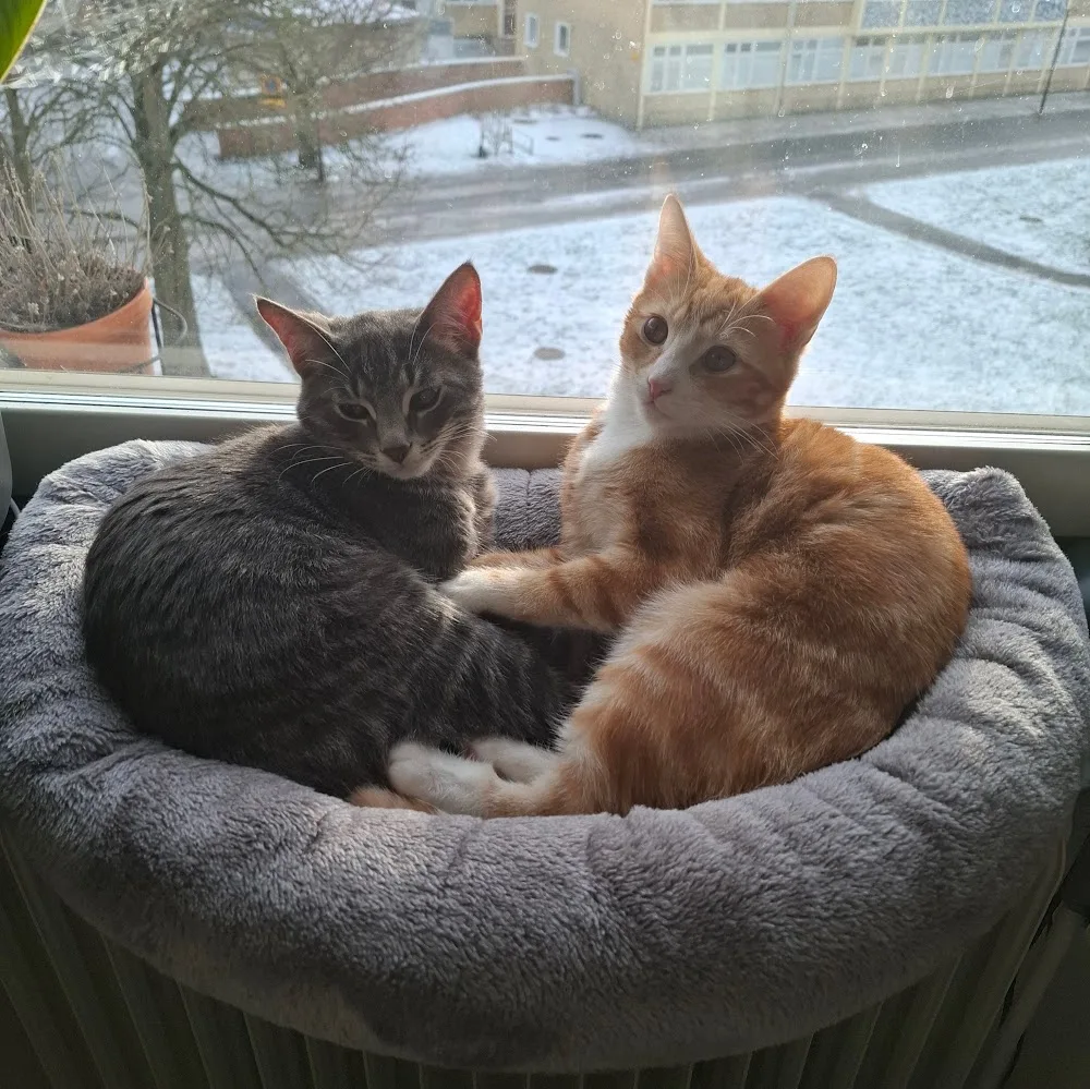Käglinge Katthotell - Blekinge pet otel görseli 5