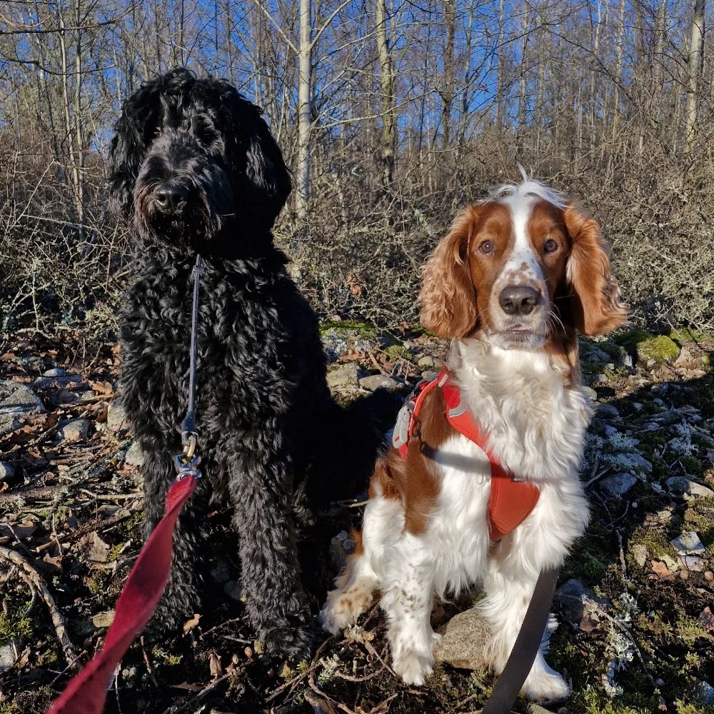 Klövlyckans Gård - Blekinge pet otel görseli 3