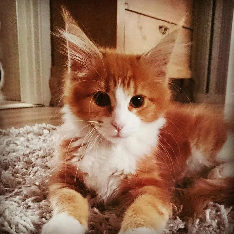 Pelumi's Maine Coons - Blekinge pet otel görseli 3