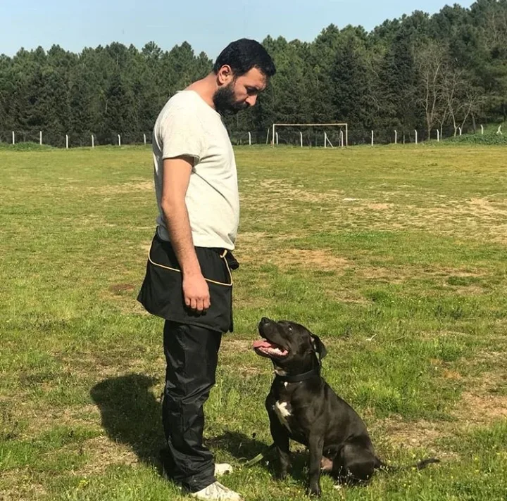 Bodrum Fun Pet Otel ve Köpek Eğitim Merkezi - Muğla pet otel