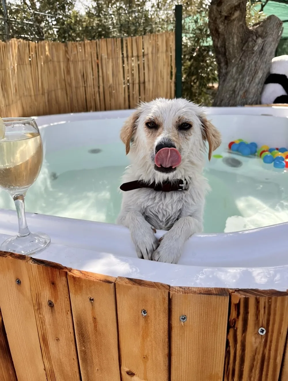 Bodrum Kaju Pet Pansiyon - Bodrum pet otel görseli 3