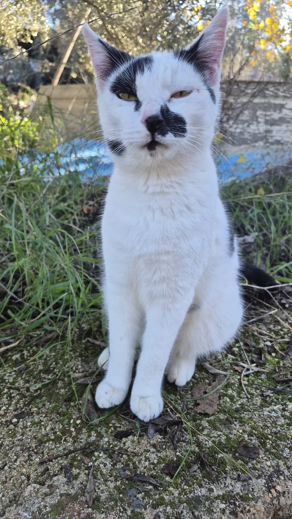 Bodrum Kedi Oteli - Bodrum pet otel görseli 2