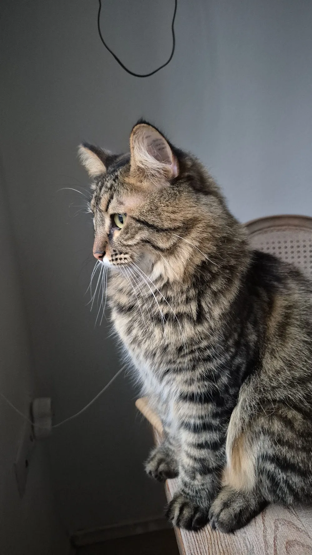 Bodrum Kedi Oteli - Bodrum pet otel görseli 3