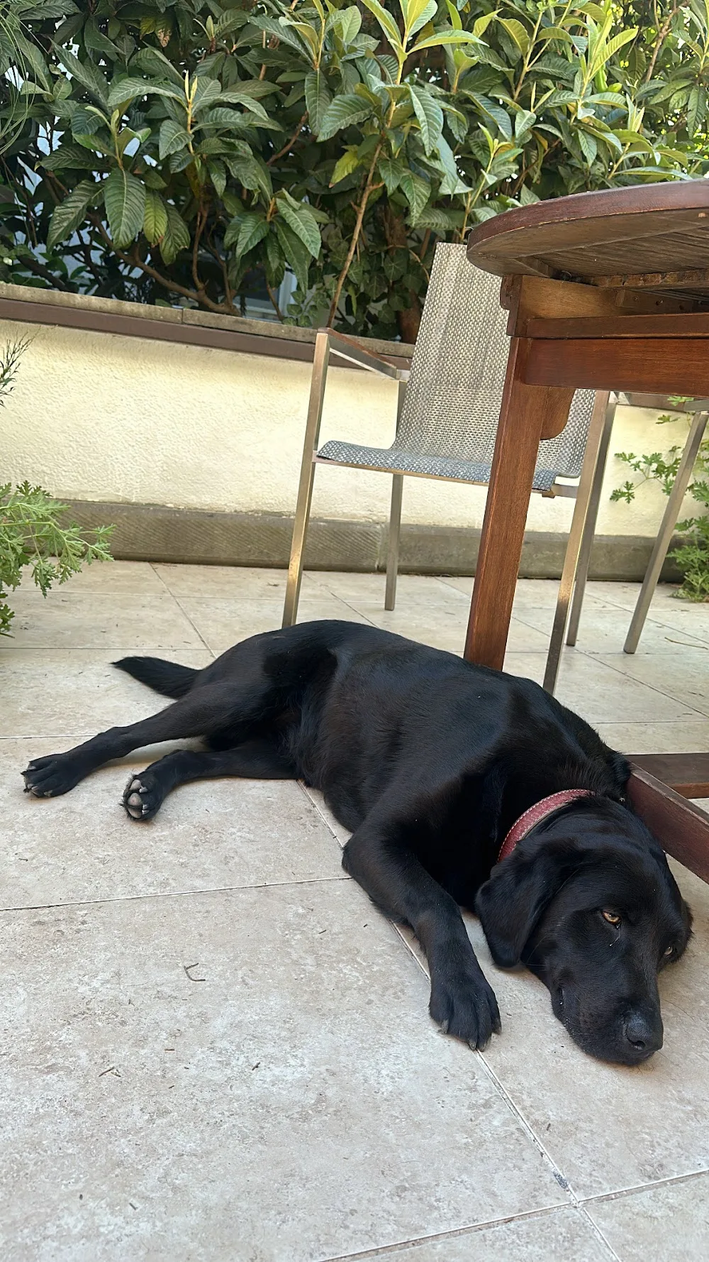 Bodrum Köpek Oteli - Bodrum pet otel görseli 2
