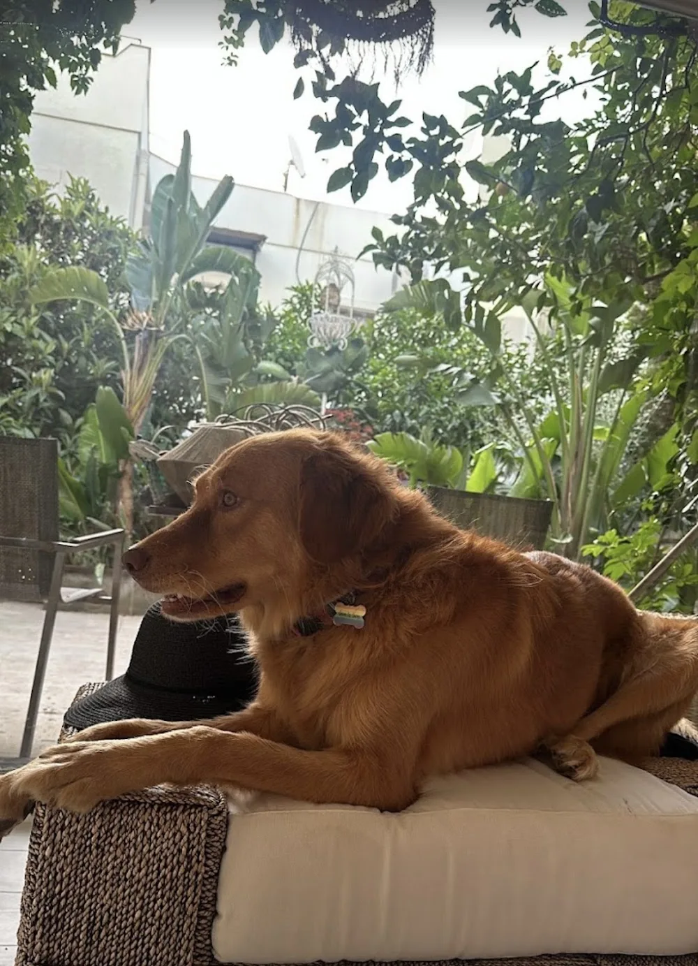Bodrum Köpek Oteli - Bodrum pet otel görseli 3