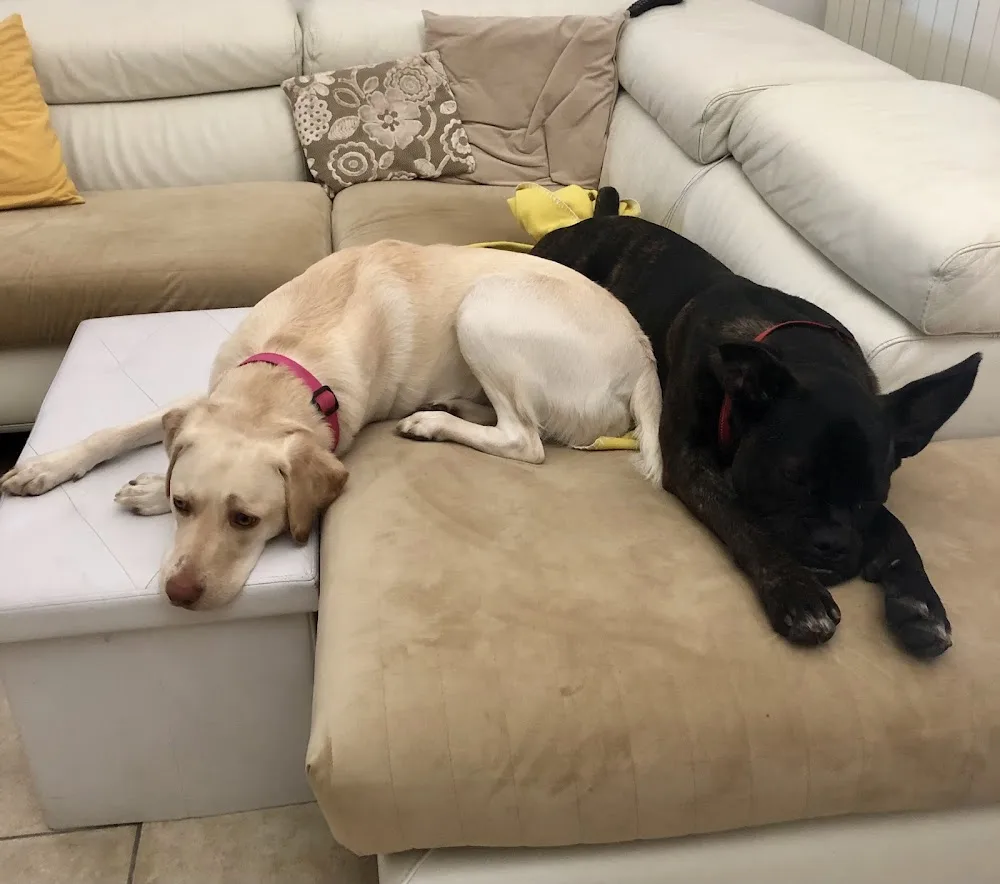 Casacuccia - Dogsitter - Educatrice Cinofila - Bologna pet otel görseli 3