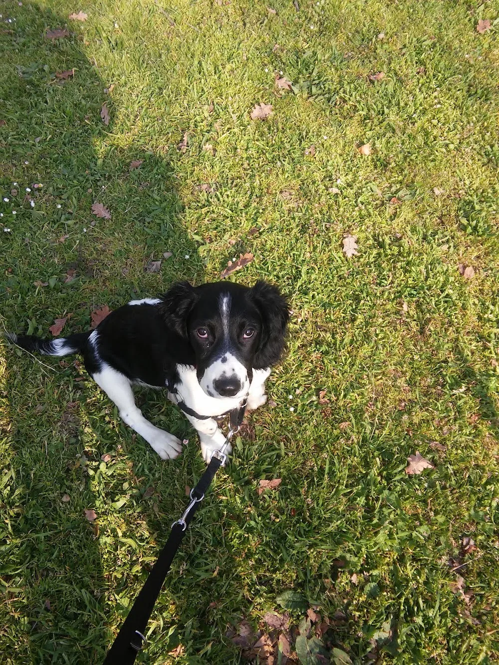 Dog Bo - servizi per animali domestici - Bologna pet otel