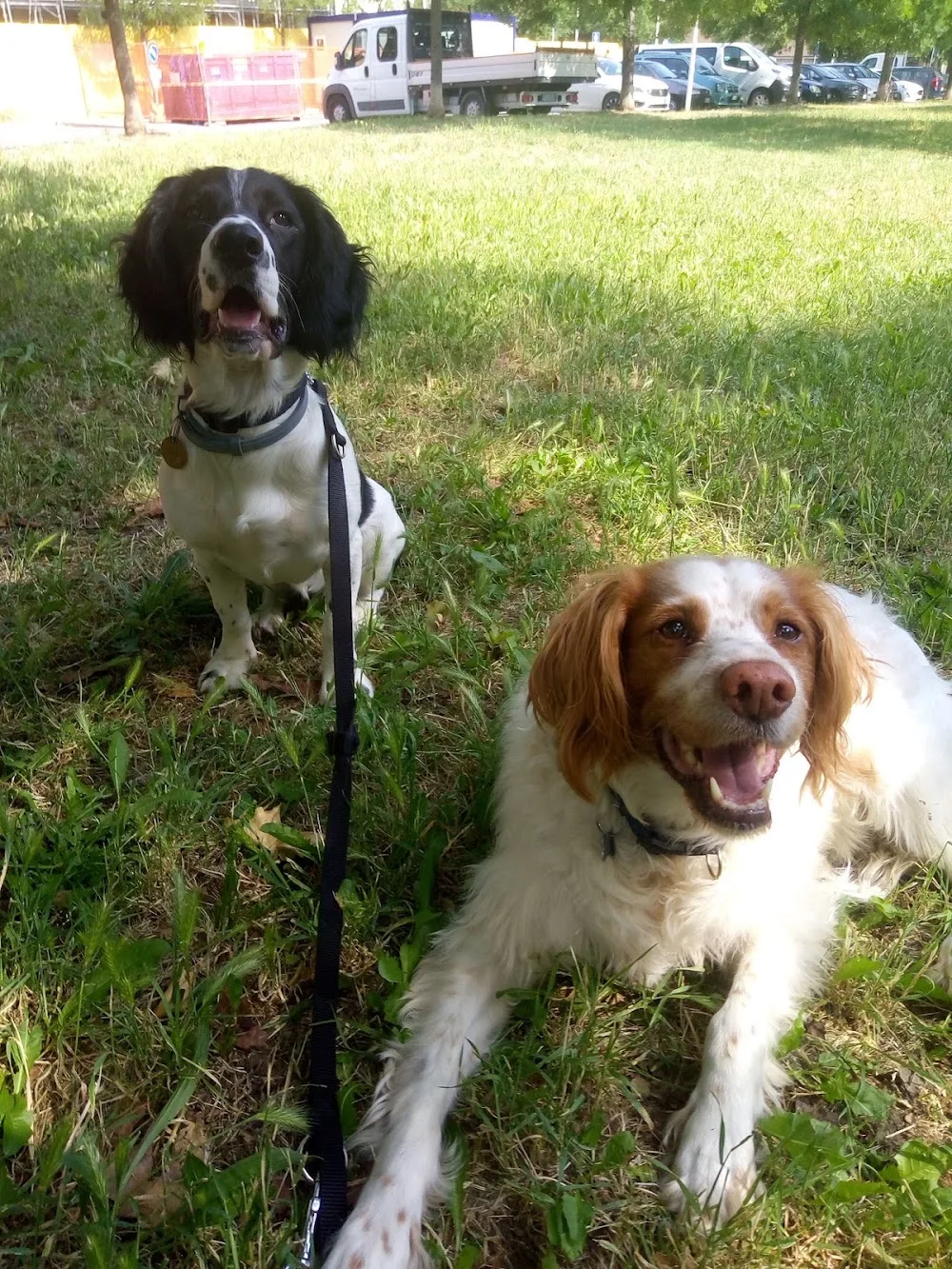 Dog Bo - servizi per animali domestici - Bologna pet otel görseli 3