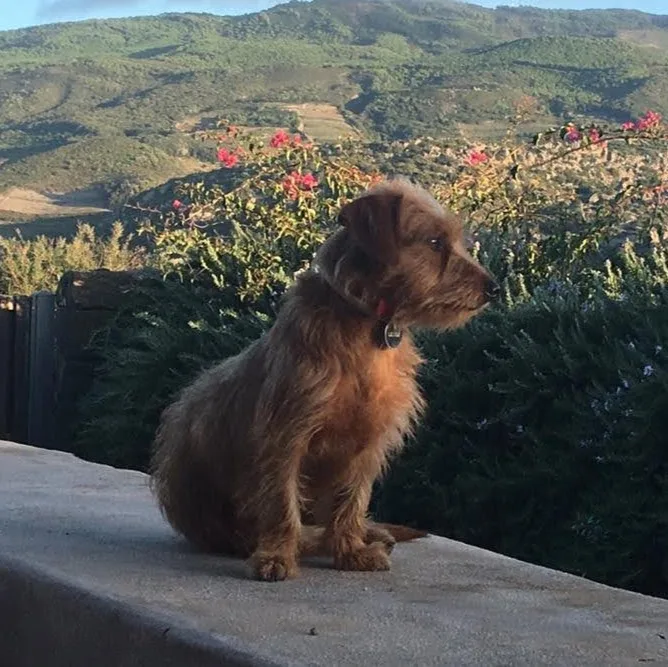 Dog Bo - servizi per animali domestici - Bologna pet otel görseli 5