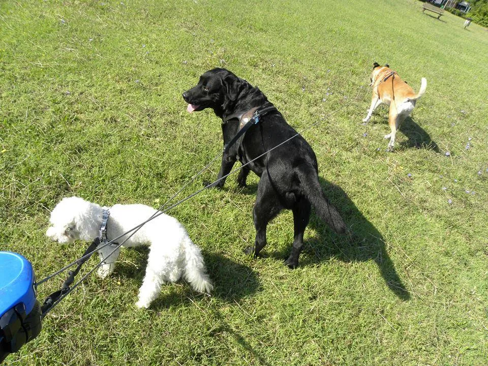 Dog sitter Bologna - Bologna pet otel görseli 6